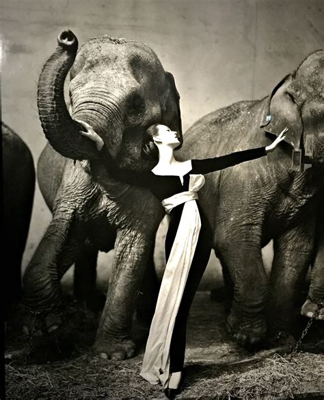 Dior the elephant